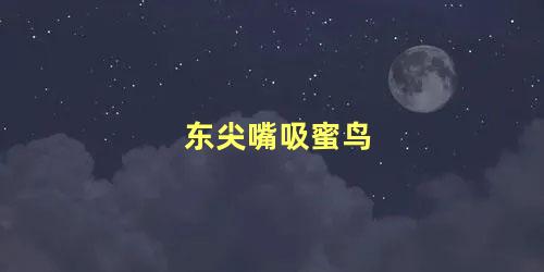 东尖嘴吸蜜鸟