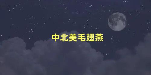 中北美毛翅燕