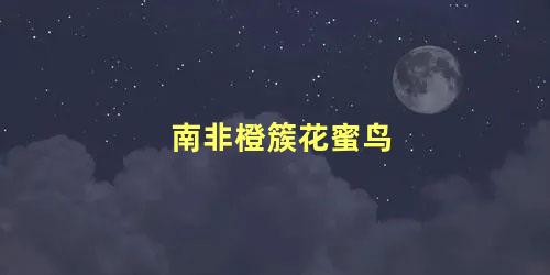 南非橙簇花蜜鸟