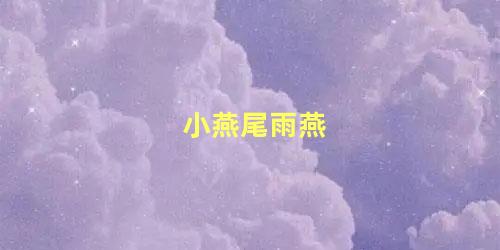 小燕尾雨燕