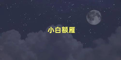 小白额雁