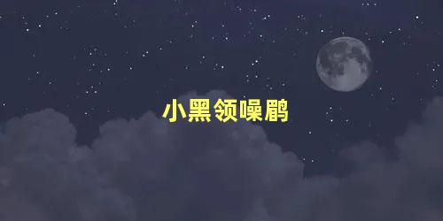 小黑领噪鹛