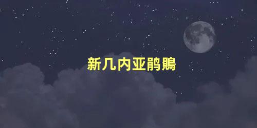 新几内亚鹃鵙