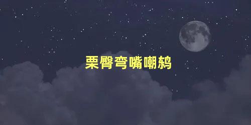 栗臀弯嘴嘲鸫