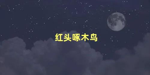 红头啄木鸟