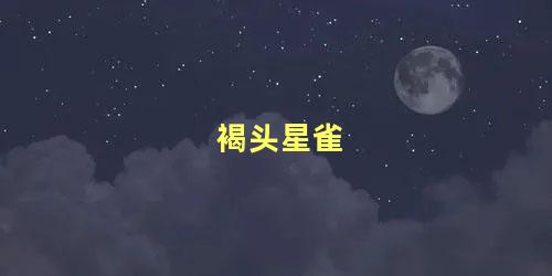 褐头星雀