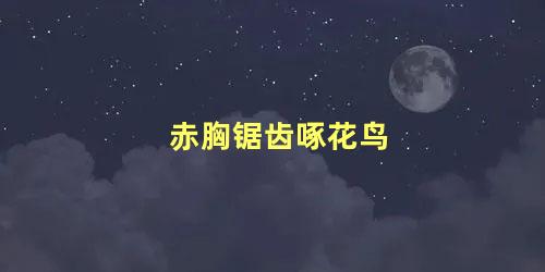 赤胸锯齿啄花鸟