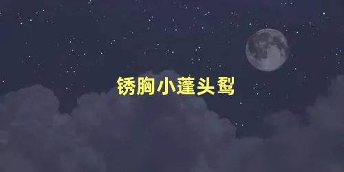 锈胸小蓬头䴕