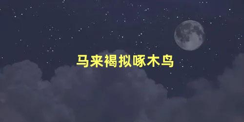 马来褐拟啄木鸟