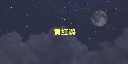 黄红鹟